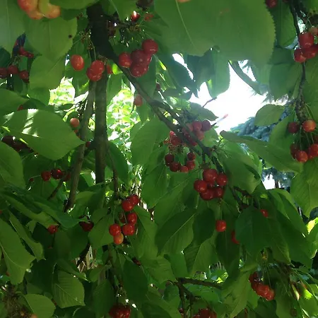 Abszolut Vendeghaz Πανσιόν 2*