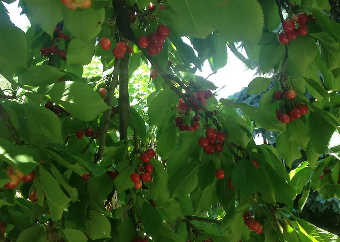 Abszolut Vendeghaz בית הארחה 2*