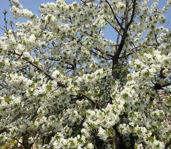 בית הארחה Abszolut Vendeghaz קסזטלי